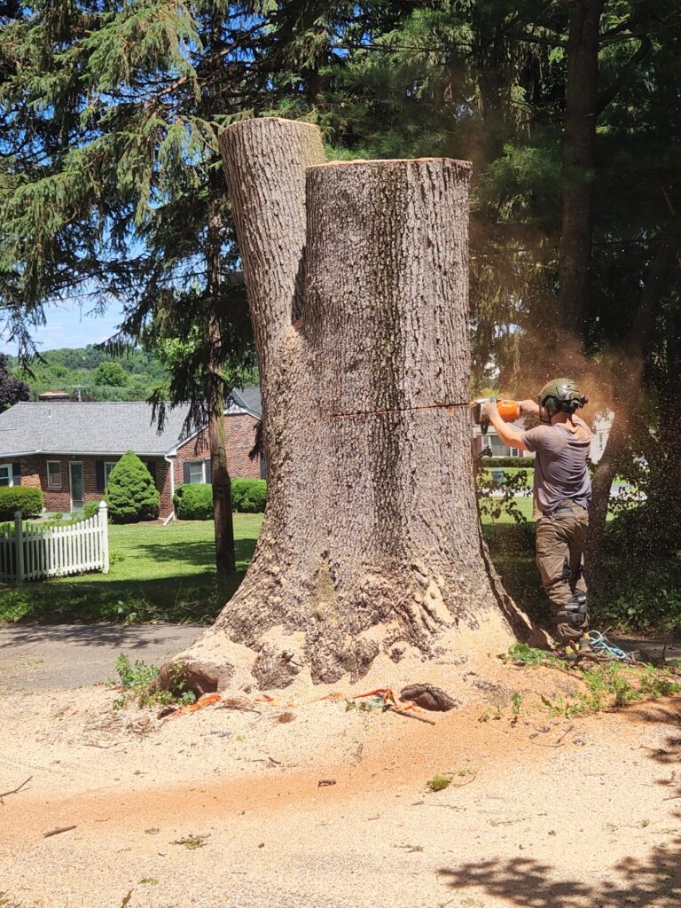 Glenville PA tree service