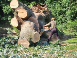 Expert Tree Service Lancaster and York Counties PA