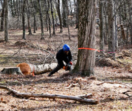 upland tree service